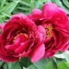 Paeonia Red Glory