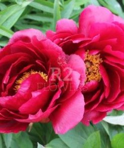 Paeonia Red Glory