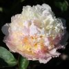 Paeonia Bella Rosa