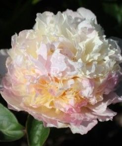 Paeonia Bella Rosa