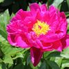 Paeonia Benjamin Franklin