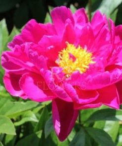 Paeonia Benjamin Franklin