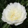 Paeonia-Pioen Bride's Dream