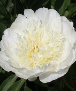 Paeonia-Pioen Bride's Dream