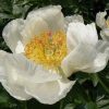 Paeonia-Pioen Ivory Whispers