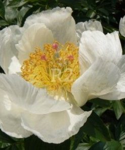 Paeonia-Pioen Ivory Whispers