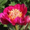 Paeonia-Pioen Kame-no-kegoromo