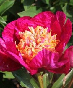 Paeonia-Pioen Kame-no-kegoromo