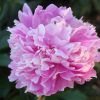 Paeonia-Pioen Karafune