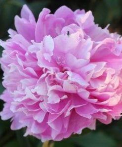 Paeonia-Pioen Karafune