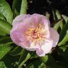 Paeonia-Pioen Lavender Whisper