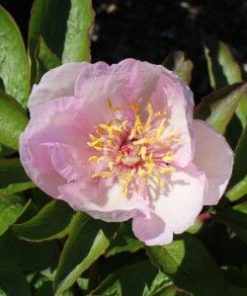 Paeonia-Pioen Lavender Whisper