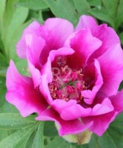 Paeonia-Pioen Little Darlin